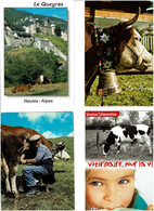 VACHES / Lot De 90 C.P.M. Neuves - 5 - 99 Postkaarten