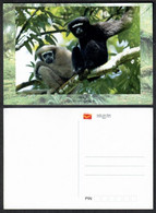 India Post Card By Department Of Post – Hoolock Gibbon – Animals Monkey (**) Inde Indien - Cartas