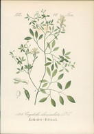 Chromolithographie : Rankender Erdrauch. Rankender Lerchensporn. Corydalis Claviculata DC. - Estampes & Gravures