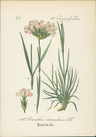 Chromolithographie : Purpurnelke. Dianthus Atrorubens Allioni. - Estampes & Gravures