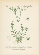 Chromolithographie : Viermänniges Hornkraut. Cerastium Tetrandrum Curtis. - Estampes & Gravures