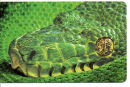 Carte De Visite Allemagne En Relief Serpent Crocodile Reptile Phonecard  (1003) - Other & Unclassified