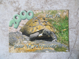 CPM TORTUE HUMOUR - 2000 Km Pour Te Retrouver - Etiquette Au Recto - Tartarughe