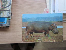 Hippo Africa - Hippopotames