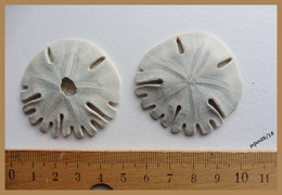 2 " Dollars Des Sables " -  Oursins Plats Clypéastéroïdes - Fossiles