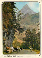 Animaux - Vaches - Pyrénées - A La Tombée Du Jour Retour Du Troupeau - Dans Les Nuages Le Pic Du Midi De Bigorre - Monta - Cows
