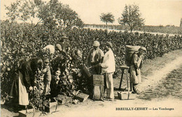 Breuilly Cesset * Vue Sur Les Vendanges * Vendangeurs Vignoble Vignes Vin - Autres & Non Classés