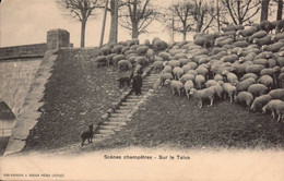 Dep 52 , Cpa Postée à ANDELOT , Scènes Champetres ; Sur Le Talus (troupeau De Moutons)  (11918) - Andelot Blancheville