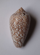 Conus Concatenatus - Coquillages