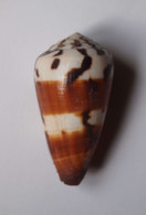 Conus Striatellus - Coquillages