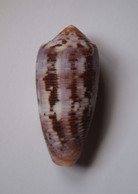 Conus Circumcisus - Coquillages