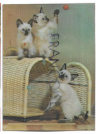 CPSM 3 D. Chats Siamois/ Siamese Cats - Cartes Stéréoscopiques