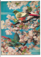 CPSM 3 D. Oiseau Sur Cerisier / Birds On Cherrytree - Cartes Stéréoscopiques
