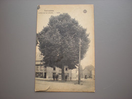 Tervuren - Tervueren - Vrijheidsboom - Arbre De La Liberté - Hermans - Tervuren