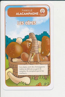 Cèpes Du Limousin Champignons Panier Ramassage Gastronomie 215/9 - Sin Clasificación