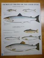 Affiche Saumon Et Truites - 60cm X 80cm - Éditée Par Le Conseil Supérieur De La Pêche - Août 1988 - Dessins P. Roussia - Pesca