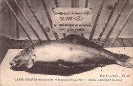 CPA Carpe Géante Péchée à Noizay - Récompense Et Concours De Pêche - Visvangst