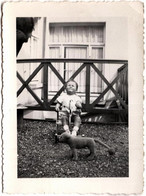 Photo Originale L'Enfant Pierre Poelmans Sur Son Cheval à Bascule Derrière Son Tigre En Peluche Vers 1950/60. - Identified Persons
