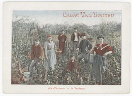 Chomo Cacao Van Houten - En Charente - La Vendange - Van Houten