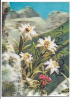 CPSM 3 D. Edelweiss - Cartes Stéréoscopiques