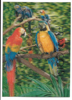 CPSM 3 D. Parrots / Perroquets - Cartes Stéréoscopiques