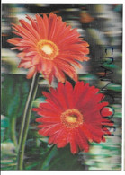 CPSM 3 D. Gerbera - Cartes Stéréoscopiques