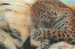 Carte Holographique - France -Cora - Collection Cartes Animaux - Jaguar N°28/44 - Sonstige & Ohne Zuordnung