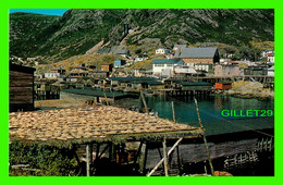 PETTY HARBOUR, NEWFOUNDLAND - HARVEST OF COD FISH -  TOOTON'S LTD - - Altri & Non Classificati