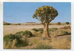 AK 064305 NAIMIBIA - Blühender Köcherbaum - Namibia