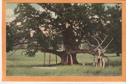 Ampthill UK 1905 Postcard - Autres & Non Classés