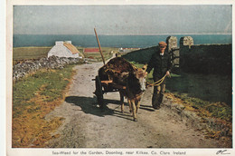 Kilkee Co Clare Ireland Old Postcard - Clare