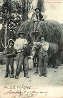 Lozère , Type Lozérien N°348 * Fenaison * Scène Agricole Agriculture Foins Attelage Boeufs - Andere & Zonder Classificatie