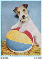 TIERE --- BRD - Hunde - Foxterrier --- AK Postcard Cover (2 Scan)(14000AK) - Honden