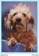 TIERE --- BRD - Hunde - Rauhhaardackel --- AK Postcard Cover (2 Scan)(13999AK) - Honden