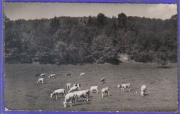 Carte Postale 01. Divonne-les-Bains  Vaches En Pâturage Au Pied Des Monts-Jura  Très Beau Plan - Divonne Les Bains