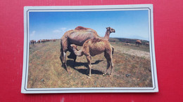 Camel.Mothers Love - Oman