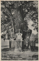 Allemagne - TELGTE - Marien Linde (arbre Remarquable) - Telgte