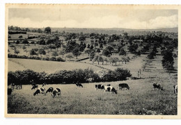 Belgique  -  Battice - Panorama - Herve