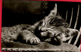 Chat - Cat -katze - Slapende Poes  - - Cats