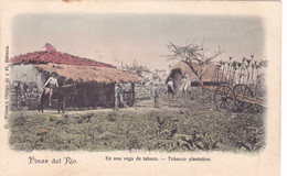 1173/ Pinar Del Rio, En Una Vega De Tabaco, Tobacco Plantation 1905 - Cuba