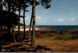 29 BEG MEIL LA MER ET LES PINS DEVANT LA GRANDE PLAGE - Beg Meil