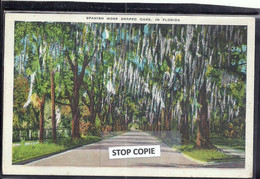 06 - 2022 - SAN40-  USA - ETATS UNIS - FLORIDE - Spanish Moss Draped Oaks In Florida - Altri & Non Classificati