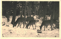 Delcampe - CPA Carte Postale Belgique-Saint Hubert   Forêt  Troupeau De Biches VM51977 - Saint-Hubert