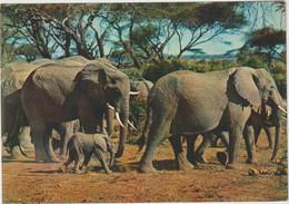 Essonne :  SAINT VRAIN : Le  Parc , Faune  Africaine , éléphants - Saint Vrain