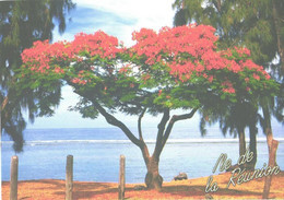 Reunion Island:St.Leu, Tree - Reunion