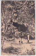 CONGO BELGE - CARTE ENTIER ILLUSTREE BILDPOSTKARTE (OKAPI) - Stamped Stationery