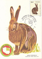 POLAND - Maximum Card - Brown Hare 1988 - POWA - Cartoline Maximum