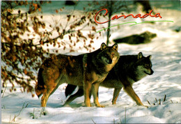 Canada The Timber Wolf - Moderne Ansichtskarten