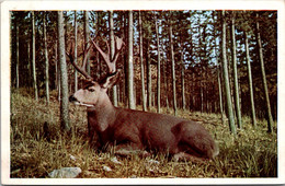 Canada Beautiful Mule Deer - Postales Modernas