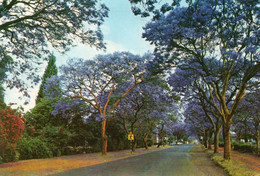 Zimbabwe - Jacaranda Time - Zimbabwe